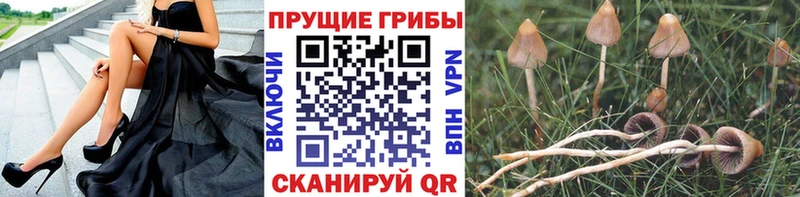 Галлюциногенные грибы Cubensis  Кимры 